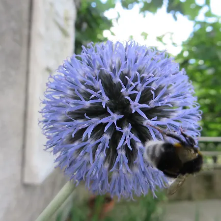 R&b La Gerla Blu B&B 톨메쪼